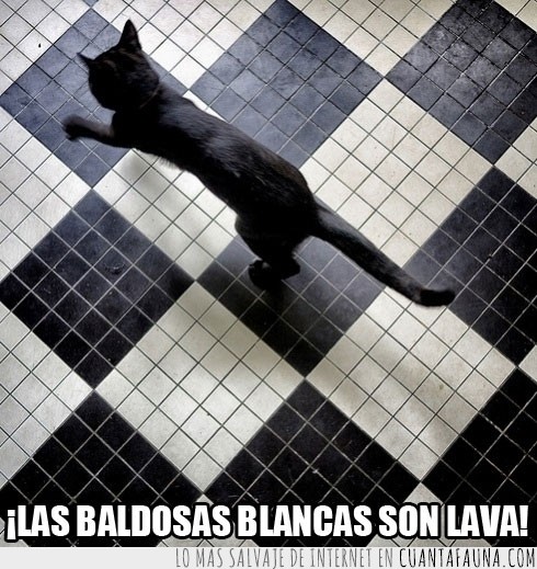 Gato,negro,blanco,baldosas,suelo,lava,juego,no pisar