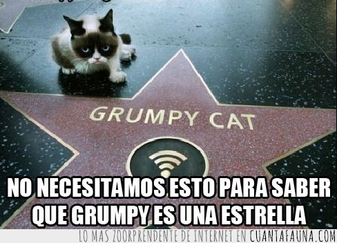 Grumpy Cat,Gato Gruñón,Estrella,Paseo de la Fama