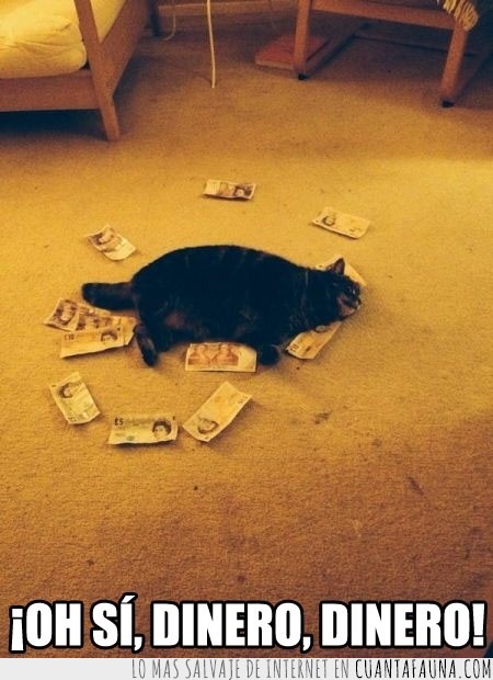 tumbado,suelo,dinero,billetes,gato