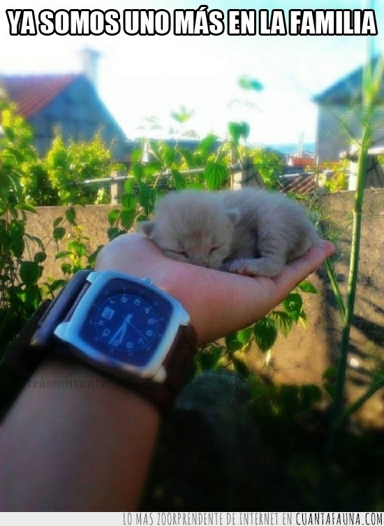 sol,reloj,mano,bebe,pequeño,gato