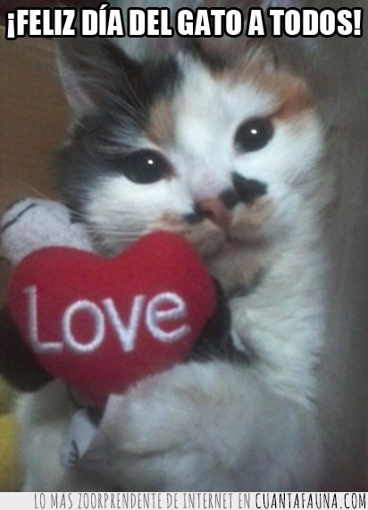 dia del gato,feliz,corazon,love,amor,regalo