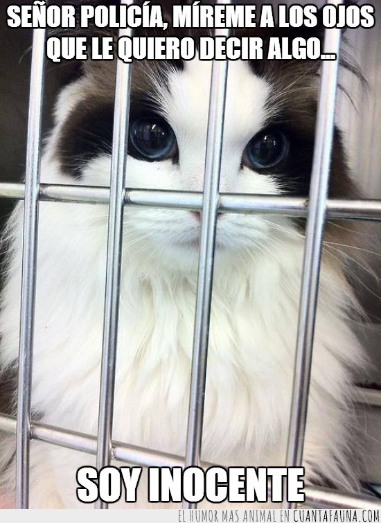 gato,encerrado,cárcel,jaula,reja,ojos,bellos,inocente