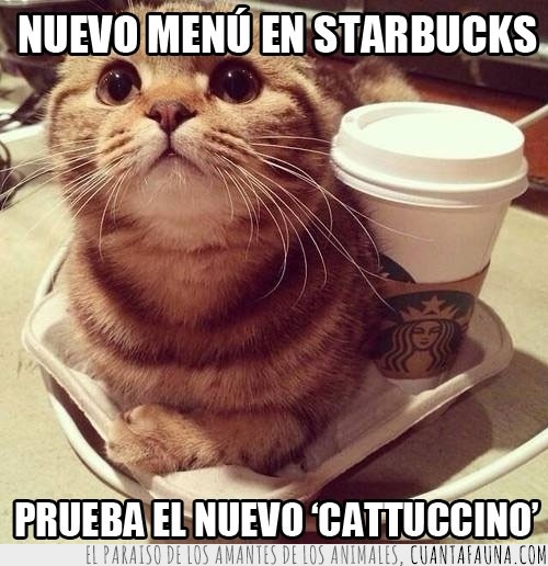 cattucuccino,Gato,menú,comida,café,starbucks,hipster