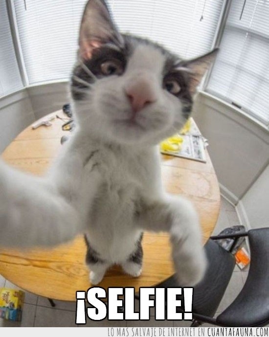 sólo le falta instagram,gato tecnológico,foto a sí mismo,selfie
