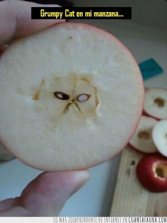 forma,grumpy apple,grumpy cat,manzana
