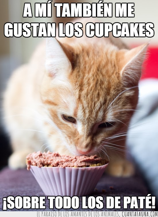 comiendo,comida,gatete,cupcake para gatos,pate