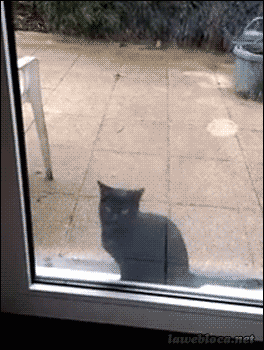 entrar,gato,puerta,saltar,saltos,vidrio