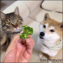 brocoli,comer,gato,perro,vegetariano