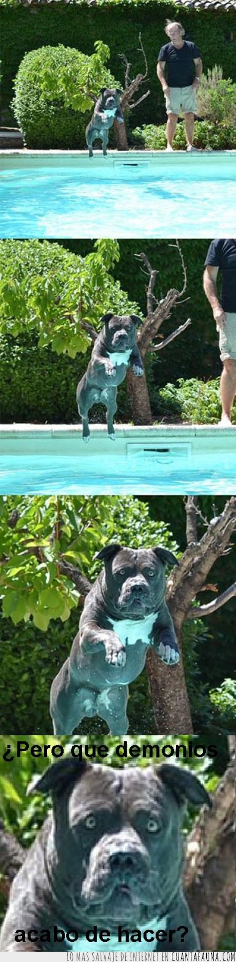 vida,error,exacto,momento,piscina,saltar,perro