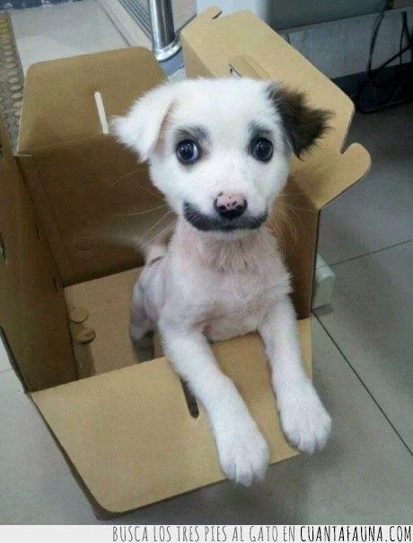 perro,can,cachorro,bigote,caja