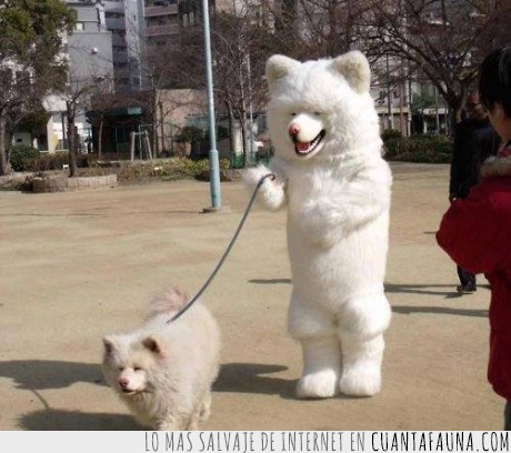 perro,disfraz,paseo paseo paseo paseo paseo,disfrazado,blanco,parque,samoyedo