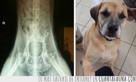 balas,perro,sobrevivir,disparos,y pensar que fue al veterinario por un problema urinario,sorprendente