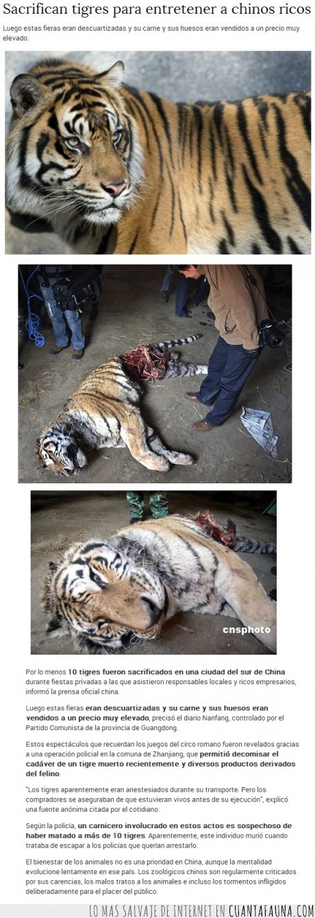tigre,chinos malditos,estupidez humana,crueldad