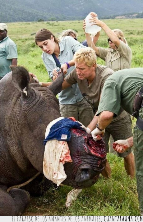 16951 - Salvando a un rinoceronte al que furtivos han mutilado - Salvan la vida de un rinoceronte al que caz