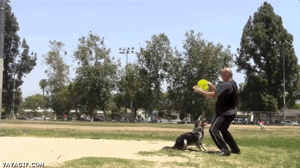 disco,dos metros,entrenador,frisbee,lanzar,mortal,perro,salto