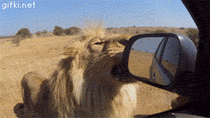 león,poner,espejo,tirar,fail,coche,animal,safari