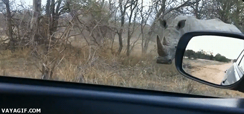 miedo,ataque,atacar,cargar,rinoceronte,safari,coche