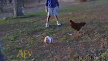 gallina,futbol,lol,jugar,delantero punta,gallo,pollo,pelota