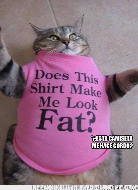 verdad,negación,monada,mensaje,gordo,gato,Camiseta