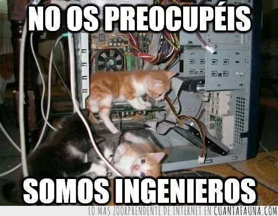 ordenador,ingenieros,gatos,preocupación