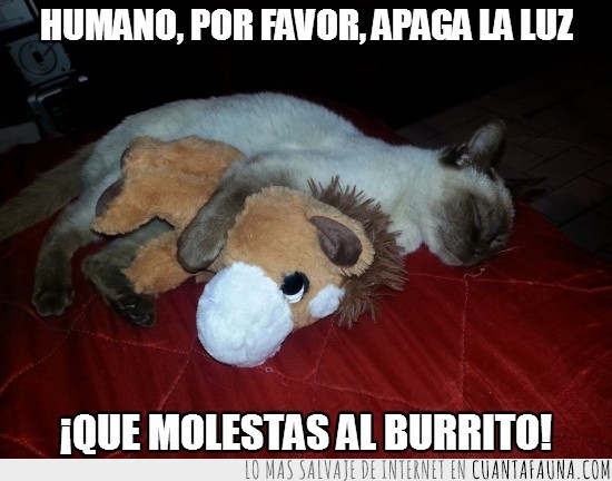 luz,apagar,dormir,gato,burro,muñeco,peluche,burrito