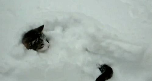 cola,enterrado,gato,mover,nieve