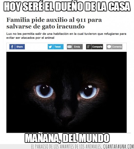 los gatos han empezado a conquistar el mundo,auxilio,familia,noticia,911,gato