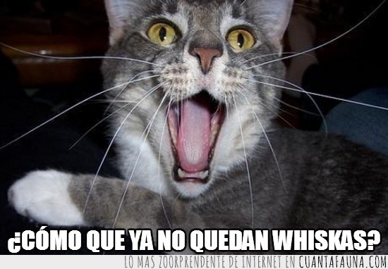 whiskas,boquiabierto,boca abierta,gato
