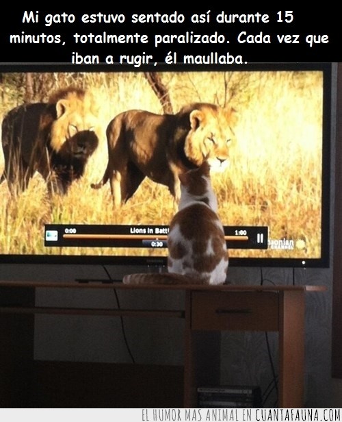 televisión,grande,rugir,maullar,león,gato