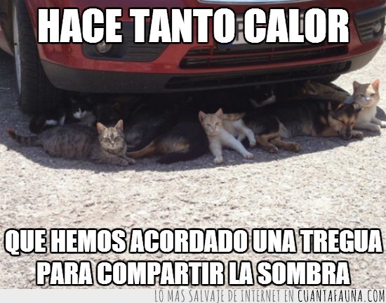 gatos,perro,sombra,coche,calor