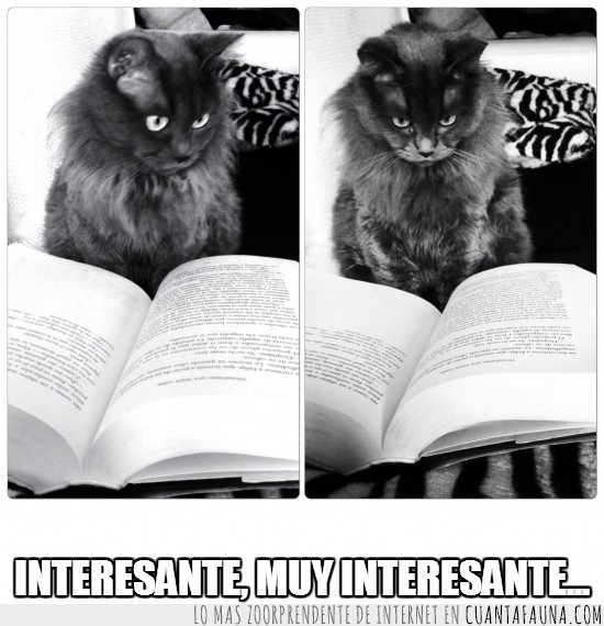 lectura,interesante,leer,libro,gato