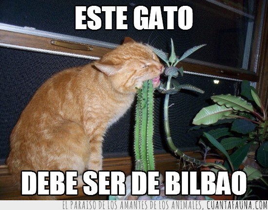Gato,cactus,Bilbao,morder,saborear