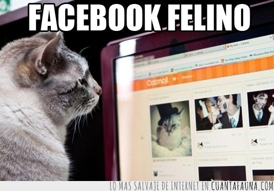 gato,felino,Facebook,Catmoji