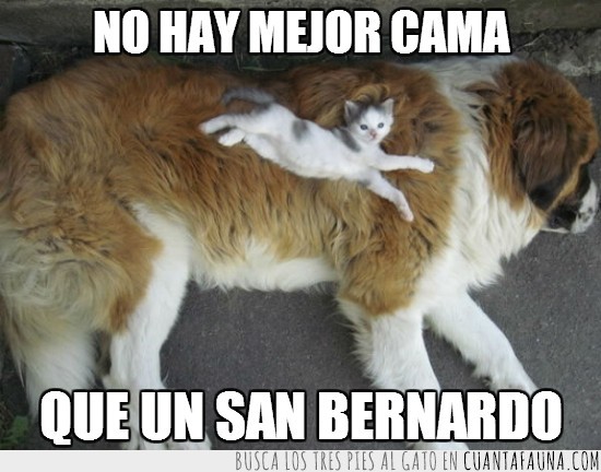 gatito,cachorro,perro,cama,San Bernardo,gato
