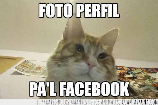 foto,perfil,selfie,gato,cat,facebook