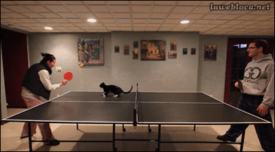 gato,jugar,pelota,ping pong,red