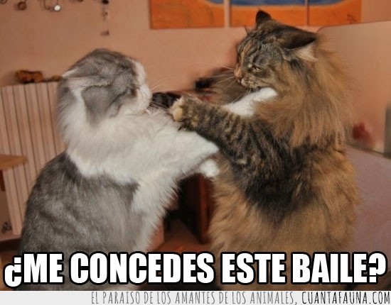 enfadados,gatos,chicas,pelea,conceder