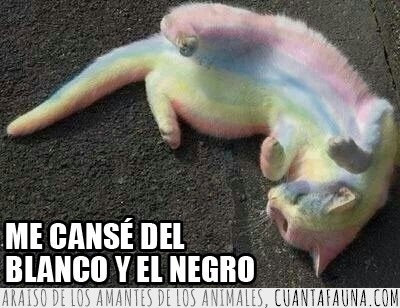 Gato,multicolor,colores,arco iris,puke rainbows,meme