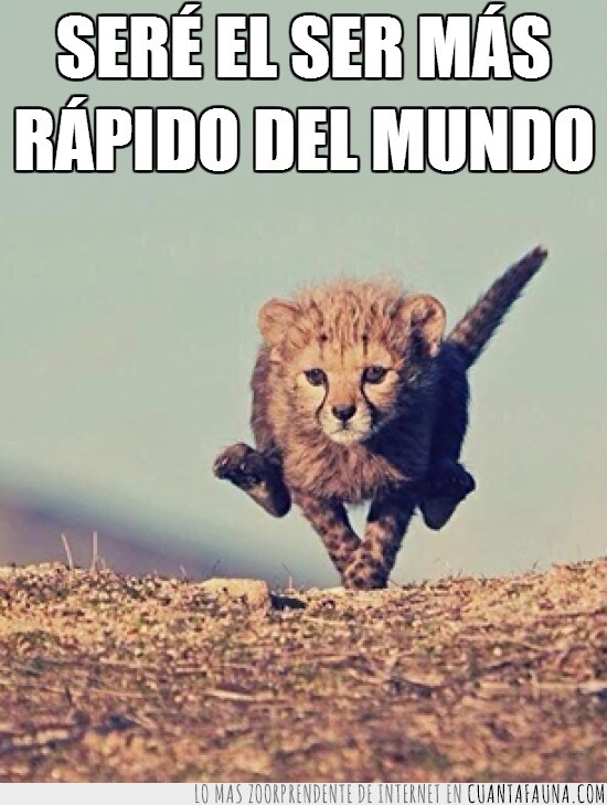 guepardo,el más rapido,entrenar,rápido,practicar,correr
