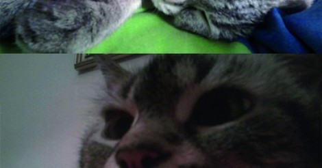 Cuanta Fauna Hay Pocas Cosas Mas Graciosas Que Un Gato Con La Lengua Fuera Contextual translation of no seas grosero into english. hay pocas cosas mas graciosas que un