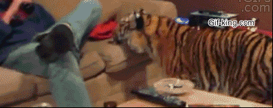 cachorro,gato,grande,mimos,sofa,tigre