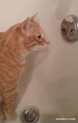 bañera,bello,espejo,gato,mirar,reflejo