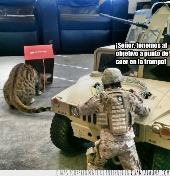 soldados,gato gigante,trampa