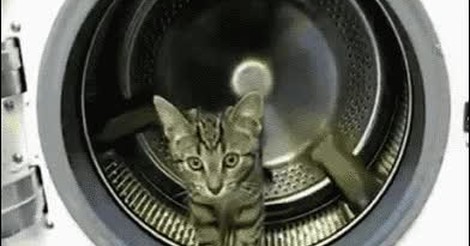 que tu gato no hace ejercicio ensenale