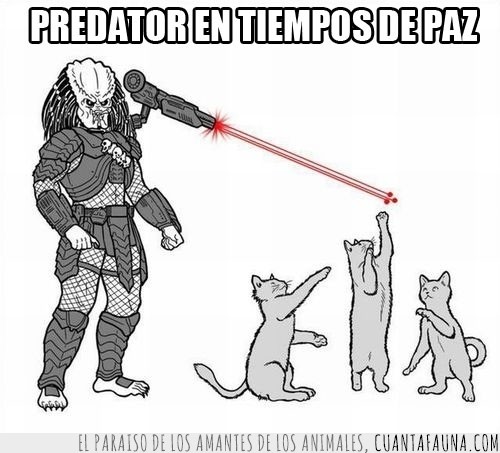 predator,jugar,depredador,gatos,laser