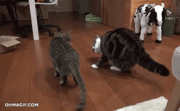 curiosa forma de pelear,desde el suelo,gato,gatos,movimiento hipnótico de colas