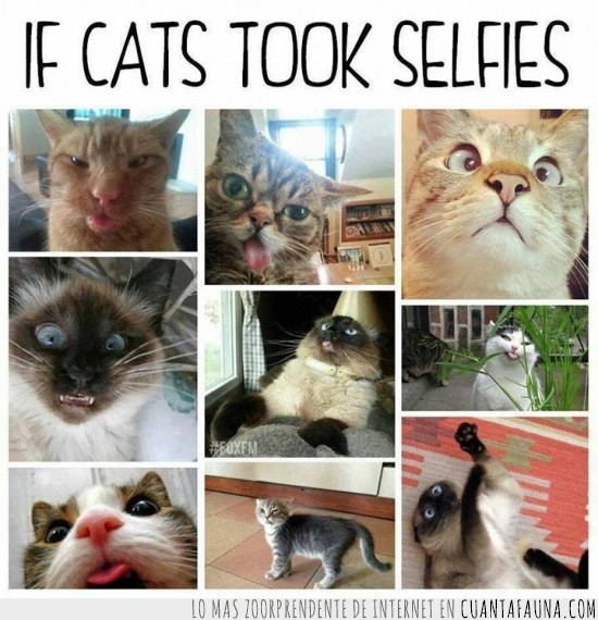 caras raras,muecas,fotos,gato,selfie