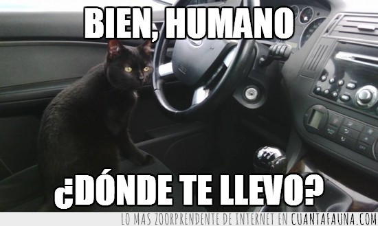 volante,coche,conductor,negro,gato,chofer