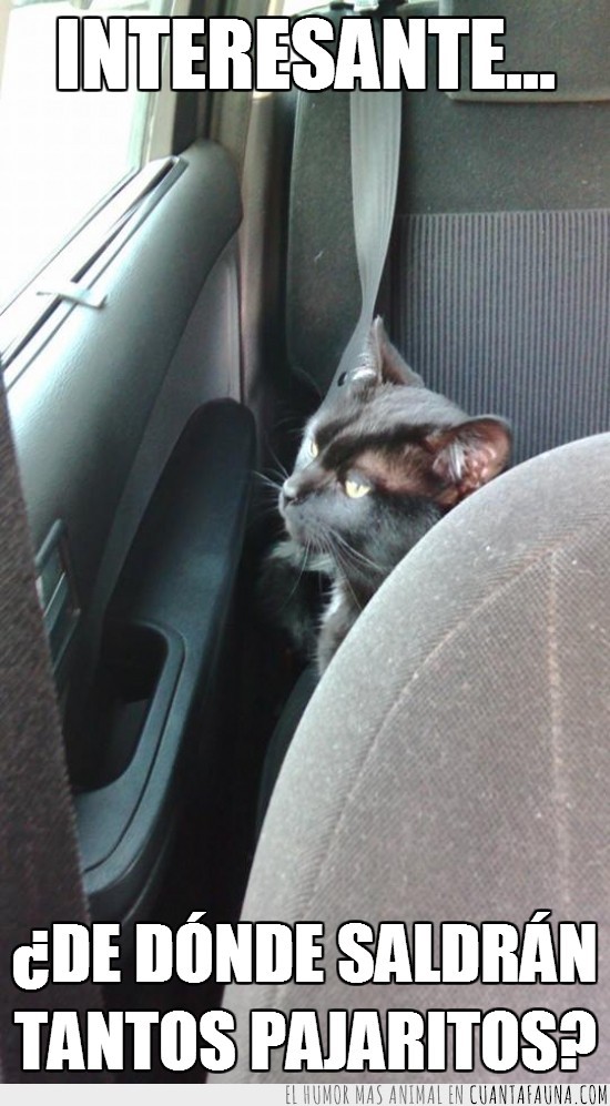 ventana del coche,mirar,negro,embobado,gato