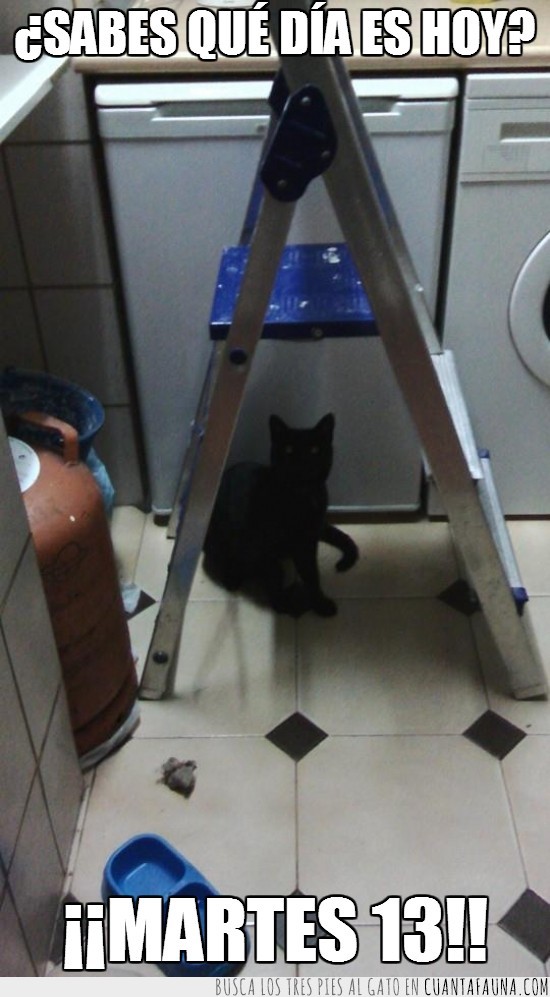 gato,negro,bajo escalera,martes 13,combo